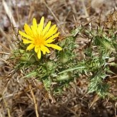 Okrytonasienne dwuliścienne - Asterales (astrowce)