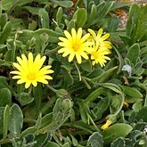 Okrytonasienne dwuliścienne - Asterales (astrowce)