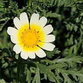 Okrytonasienne dwuliścienne - Asterales (astrowce)