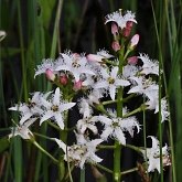 Okrytonasienne dwuliścienne - Asterales (astrowce)