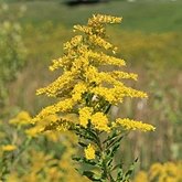 Okrytonasienne dwuliścienne - Asterales (astrowce)