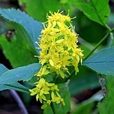 Okrytonasienne dwuliścienne - Asterales (astrowce)