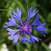 Okrytonasienne dwuliścienne - Asterales (astrowce)