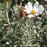 Okrytonasienne dwuliścienne - Asterales (astrowce)