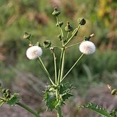 Okrytonasienne dwuliścienne - Asterales (astrowce)