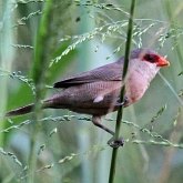 Oiseaux Passeriformes - Autres
