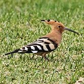 Oiseaux Non Passeriformes - Autres