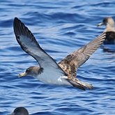 Oiseaux Non Passeriformes - Autres