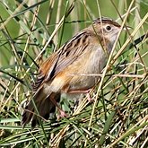 Oiseaux Passeriformes - Autres