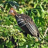 Oiseaux Non Passeriformes - Autres