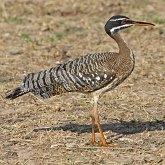 Oiseaux Non Passeriformes - Autres