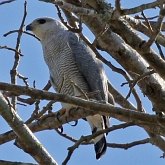 Aves Non Passeriformes - Aves de rapina diurnas