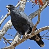 Aves Non Passeriformes - Aves de rapina diurnas