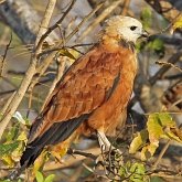 Aves Non Passeriformes - Aves de rapina diurnas