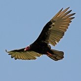 Aves Non Passeriformes - Aves de rapina diurnas