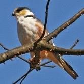 Aves Non Passeriformes - Aves de rapina diurnas