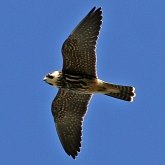 Aves Non Passeriformes - Aves de rapina diurnas
