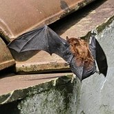 Mammals - Bats