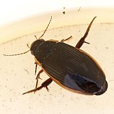 Insects - Beetles