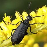 Insects - Beetles