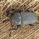 Insects - Beetles (Coleoptera)