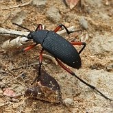 Insects - Beetles (Coleoptera)