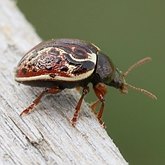 Insects - Beetles (Coleoptera)