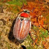 Insects - Beetles (Coleoptera)