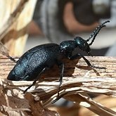 Insects - Beetles (Coleoptera)