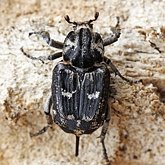 Insects - Beetles (Coleoptera)