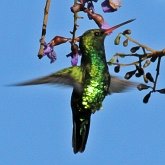 Aves Non Passeriformes - Beija-flores, andorinhas