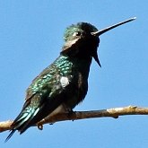 Aves Non Passeriformes - Beija-flores, andorinhas