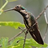 Aves Non Passeriformes - Beija-flores, andorinhas