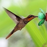 Aves Non Passeriformes - Beija-flores, andorinhas