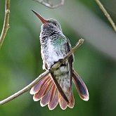 Aves Non Passeriformes - Beija-flores, andorinhas