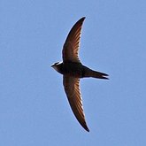 Aves Non Passeriformes - Beija-flores, andorinhas