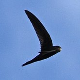 Aves Non Passeriformes - Beija-flores, andorinhas