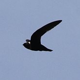 Aves Non Passeriformes - Beija-flores, andorinhas