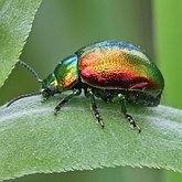 Insetos - Besouros (Coleoptera)
