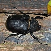 Insetos - Besouros (Coleoptera)