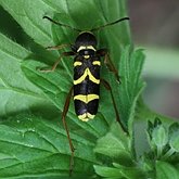 Insetos - Besouros (Coleoptera)