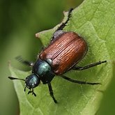 Insetos - Besouros (Coleoptera)