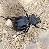 Insetos - Besouros (Coleoptera)