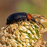 Insetos - Besouros (Coleoptera)