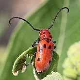 Insetos - Besouros (Coleoptera)
