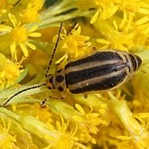 Insetos - Besouros (Coleoptera)