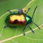 Insetos - Besouros (Coleoptera)