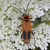 Insetos - Besouros (Coleoptera)