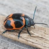 Insetos - Besouros (Coleoptera)
