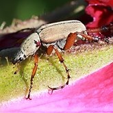 Insetos - Besouros (Coleoptera)